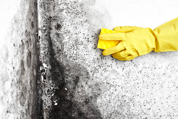 Best Mold Cleaning Services  in Scanlon, MN