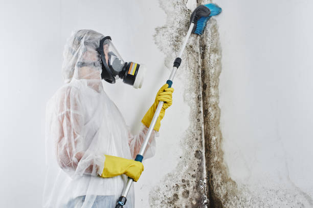 Best Toxic Mold Removal  in Scanlon, MN