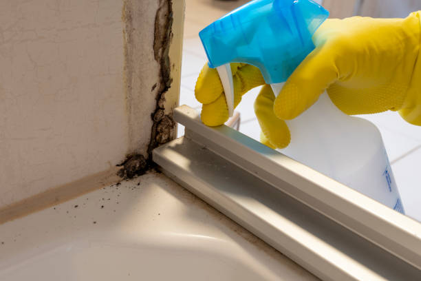 Attic Mold Removal in Scanlon, MN