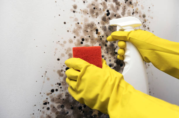 Best Mold Testing  in Scanlon, MN