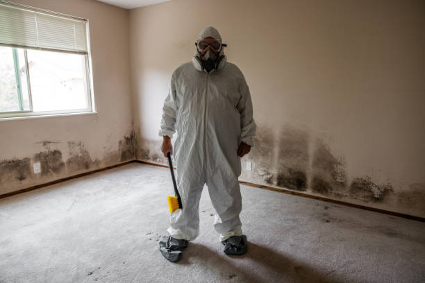 Office Mold Removal Services in Scanlon, MN