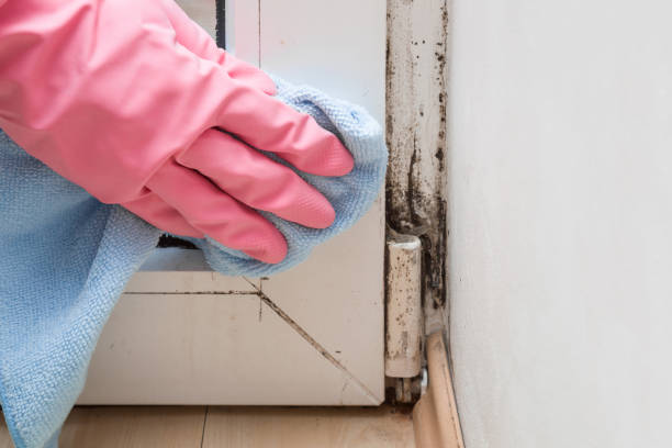 Best Home Mold Removal  in Scanlon, MN