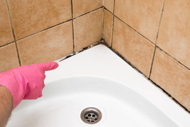 Best Mold Damage Repair  in Scanlon, MN