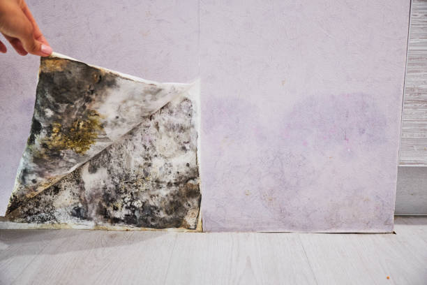 Best Attic Mold Removal  in Scanlon, MN